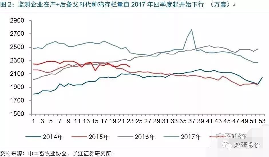 肉毛鸡价格最新行情走势分析